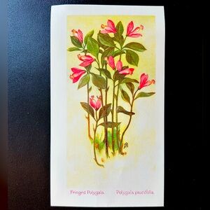 ‘Polygala pacifolia’ (Fringed Polygala) Antique Color Lithograph Print